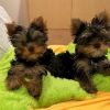 Yorkshire terrier female babies at cheap price for sale