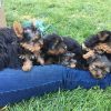 Black Yorkie breed for sale