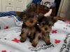 Yorkie mini puppy pure breed black and brown price