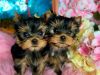 Yorkie baby breed ready to meet their new home