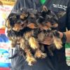 Purebred black male and female Yorkie pups for sale
