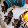 Little black yorkie terrier puppies for sale