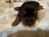 luxuriose yorkie for sale