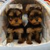 AKC Yorkie puppies available