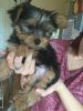 I have male and female yorkie puppies
