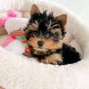 100% Parti Color Toy Yorkies puppies