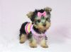 Ready Now!! Teacup Yorkie puppies for sale.