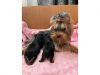 Beautiful tiny Yorkshire terrier puppies