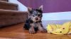 Amazing Yorkie puppies available