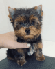 Yorkshire Male Terrier