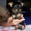 Xmas Yorkie puppies available for adoption
