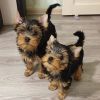 AKC Gorgeous Teacup Yorkshire Terrier puppies