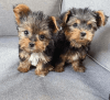 Yorkie Puppies For New Homes