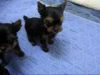 Cutest Yorkie Puppies for sale