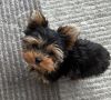 Adorable pure breed teacup yorkie