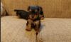 Affordable Teacup Yorkie Puppies For Sale