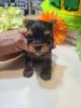 Registered Purebred Yorkie Tiny Male Puppy