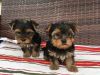 cute Yorkie puppies available