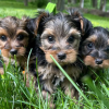 Yorkie puppies available for rehoming