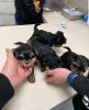 Teacup Yorkies puppies for sale