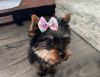 3 month adorable Yorkie for sale