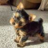 Tcup yorkie puppy