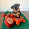 Purebred Teacup Yorkshire Terrier Puppies