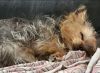 AKC male yorkie 2 1/2 pounds teacup 1 year old