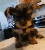 Very small AKC male yorkie for sale