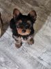 Male Yorkie for sale