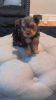 Milo Merle yorkshire terrier
