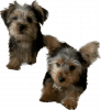 Adorable 3 Registered male Yorkshire terrier