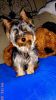 Toy Yorkie For Sale
