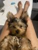 Full bred male Yorkshire terrier 5 months old