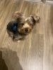 8 month old pure yorkie