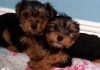 Really sweet Yorkshire Terrier puppies ready