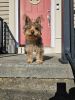 4 Month old Yorkshire Terrier for sale