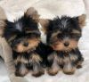 Cute Teacup Yorkie Puppies