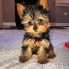 Affectionate Yorkshire terriers