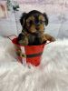 Quality Yorkshire Terrier puppies