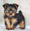 yorkshire terrier puppies for adoption