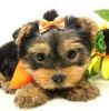 we have two Yorkie puppies for adoption