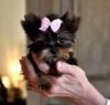 Yorkies Puppies for free
