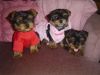 AKC Reg. Yorkshire Terrier Pups Ready for Adoption