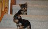 Purebred T-cup Yorkshie Terrier puppies