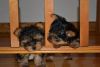 Cute T-cup Yorkie puppies