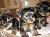 TeaCup Yorkie Puppies For Adoption :)