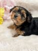 Yorkie puppy Snickers