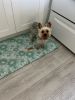 Beautiful smart 11 month old full bred yorkie