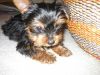 Yorkie Puppies for re-homing